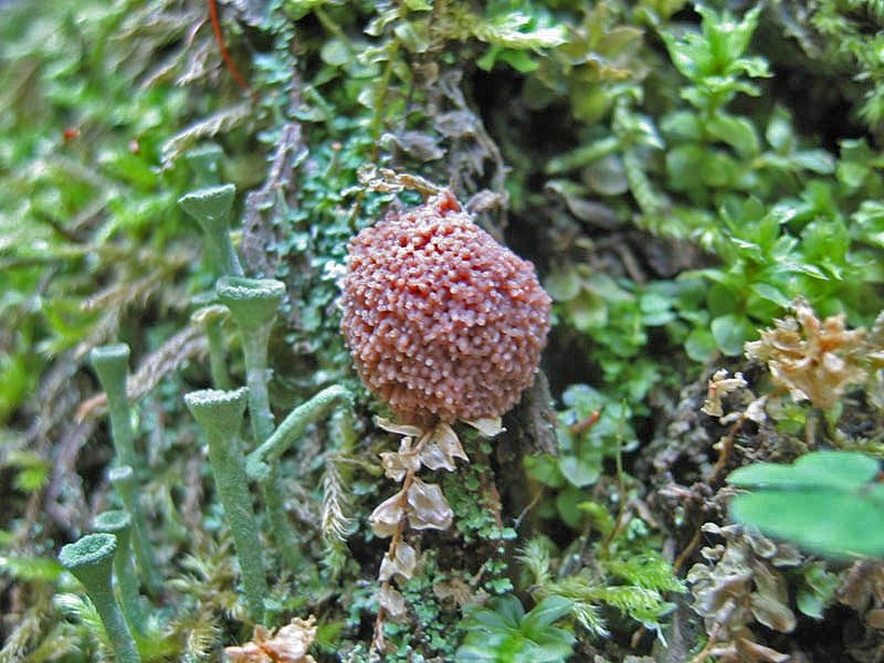 Tubifera ferruginosa (Batsch) J.F. Gmel.(PROVA)